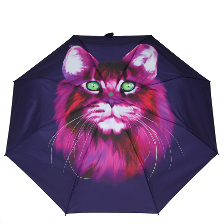 Parasol kot na fiolecie